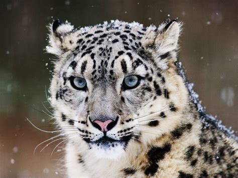 Snow Leopard Bodog